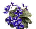 Collection African violets. Chimera Concord, Japanese selection