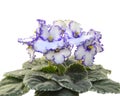 Collection African violets. Lonestar Twilight