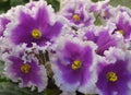 Collection African violets. NiL Shamahanskaya Tsaritsa Shamahanskaya Queen