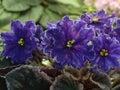 Collection African violets. VaT Pavlin Peacock