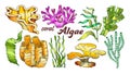 Collection Algae Seaweed Coral Set Vintage Vector