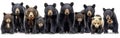 Collection of American Black Bears - Panoramic Wildlife Banner featuring Standing, Sitting, Screaming, and Lying Ursus Royalty Free Stock Photo