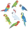 Funny colorful parrots