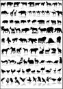 Collection of animals vector Royalty Free Stock Photo