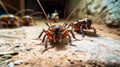 Collection of ants gathered on top of a wooden floor, displaying coordinated behavior and potentially foraging for food Royalty Free Stock Photo