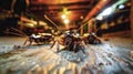 Collection of ants gathered on top of a wooden floor, displaying coordinated behavior and potentially foraging for food Royalty Free Stock Photo