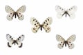 Collection of apollo swallowtail butterflies species on white