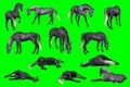 Collection of arabian horse poses