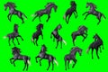 Collection of arabian horse poses