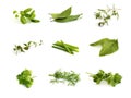 Collection of aromatic herbs Royalty Free Stock Photo