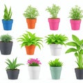 Collection of Artificial Plants in Flower Pots, Isolated on a White Background. Royalty Free Stock Photo