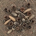 A collection of assorted pine cones Royalty Free Stock Photo