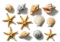 Collection of assorted seashells and starfish arranged on a white background Royalty Free Stock Photo
