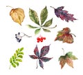 Collection of autumn colorful leaves maple, birch, rowan berries, wild grapes. Isolated elements on a white background. Hand drawn
