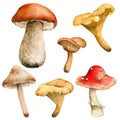 Collection of autumn forest mushrooms, edible mushrooms, inedible mushrooms