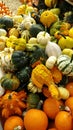 Beautiful, colorful autumn gourds Royalty Free Stock Photo