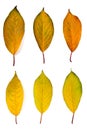 Collection autumn leaves of cherry tree isolated on white. With Royalty Free Stock Photo