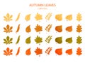 Big collection of autumn leaves of different colors Royalty Free Stock Photo