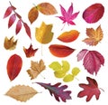 Collection of autumn leaves isolated on a white background