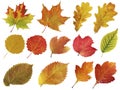 Collection of autumn leaves isolated on a white background. herbarium Royalty Free Stock Photo