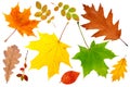 Collection of autumn leaves: oak, maple, rowan, wild rose. Set of yellow, orange and red leaves isolated on a white background. He Royalty Free Stock Photo