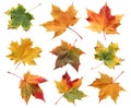 A collection of autumn maple leaves isolated on a white background. A fallen leaf.