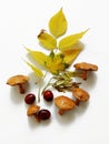 Collection of autumn symbols: mushrooms, yellow leaves and chestnuts on a white background