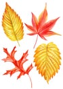 collection of autumn watercolor leaves isolated on white background. Maple Leaf. red and yellow foliage Royalty Free Stock Photo