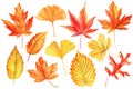 collection of autumn watercolor leaves isolated on white background. Maple Leaf. red and yellow foliage Royalty Free Stock Photo