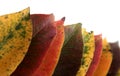 Collection of autumnal leaf Royalty Free Stock Photo