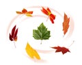 Collection of autumnal leaf Royalty Free Stock Photo
