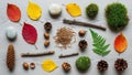 A collection of autumnal natural objects arranged on a light wooden surface Royalty Free Stock Photo
