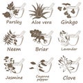 Collection of Ayurvedic Herbs.