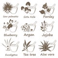 Collection of Ayurvedic Herbs.