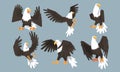 Collection of Bald Eagles in Various Poses, Pride and Power Predatory Bird Vector Illustration