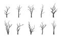 Collection of bare tree silhouettes, Bare tree vector, Bare tree black silhouette, Bare tree drawing Royalty Free Stock Photo