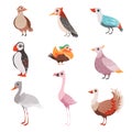 Collection of beautiful birds, flamingo, puffin, waxwing, cardinal, bright, crane vector Illustration