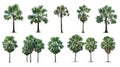 Collection Beautiful bismarck palm trees Isolated on white background Royalty Free Stock Photo