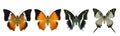 Collection of beautiful butterflies, common tawny rajah, black rajah, five-bar swordtail in original color profile