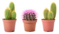 Collection of beautiful cacti isolated on white