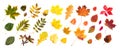 Collection of beautiful colored autumn leaves Royalty Free Stock Photo