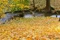 Collection of Beautiful Colorful Autumn Leaves green, yellow, orange, red Royalty Free Stock Photo