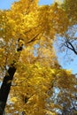 Collection of Beautiful Colorful Autumn Leaves green, yellow, orange, red Royalty Free Stock Photo