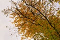 Autumn leaves of different colors on tree branches