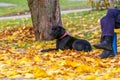 Collection of Beautiful Colorful Autumn Leaves green, yellow, orange, red Royalty Free Stock Photo