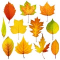 Collection beautiful colorful autumn leaves isolated on white background. Autumn background Royalty Free Stock Photo