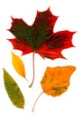 Collection beautiful colorful autumn leaves isolated on white background Royalty Free Stock Photo