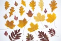 Collection beautiful colorful autumn leaves isolated on white background Royalty Free Stock Photo