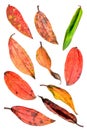 Collection beautiful colorful autumn leaves isolated on white background Royalty Free Stock Photo