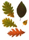 Collection beautiful colorful autumn leaves isolated on white background Royalty Free Stock Photo